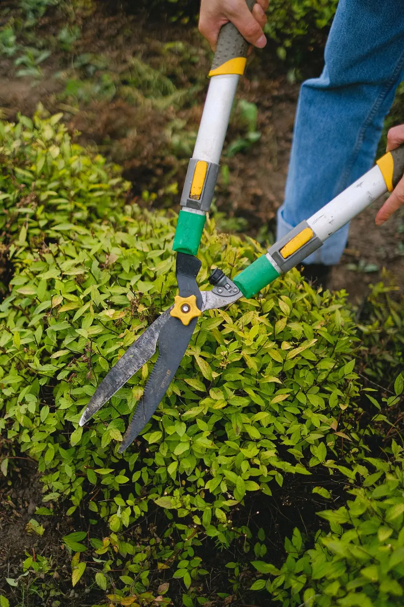 Gartenpflege: Mitarbeiter schneidet eine Hecke